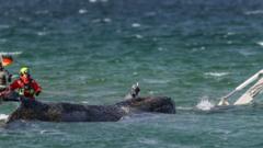 🇩🇪ドイツ 【環境・動物】ドイツ沖バルト海に迷い込んだザトウクジラ、救助隊が懸命の保護活動を展開